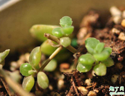 建筑工地上的沙子可以栽花吗 养多肉可以用土加沙吗