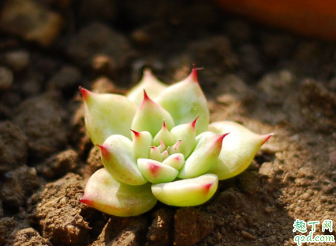 建筑工地上的沙子可以栽花吗 养多肉可以用土加沙吗