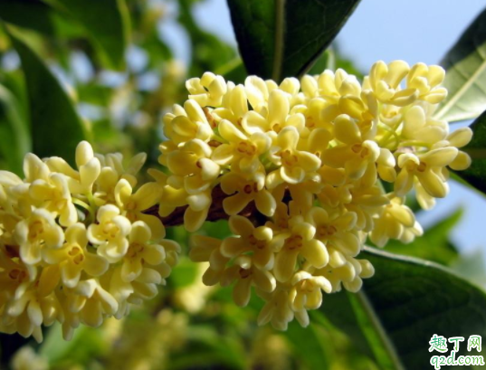 桂花可以施羊粪吗 桂花什么季节施肥