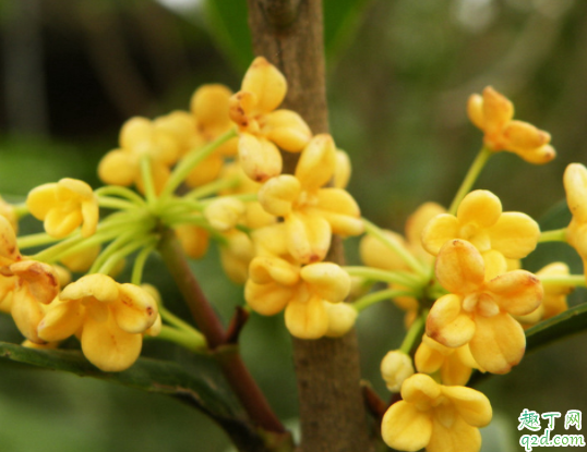 桂花可以施羊粪吗 桂花什么季节施肥
