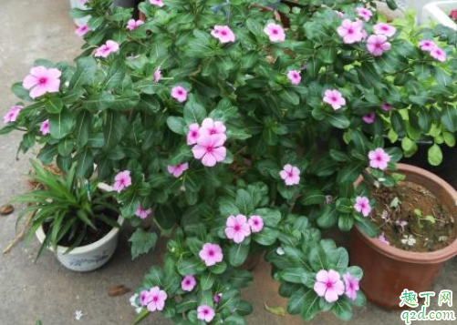 花生壳怎么做肥料种花 花生壳腐熟是发霉吗