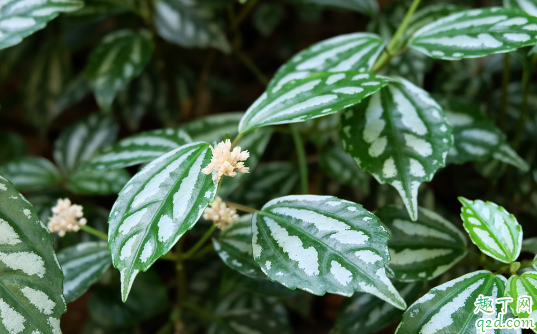冷水花好养活吗 冷水花怎么养花开旺盛