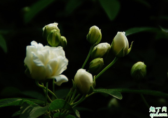 木香花叶尖干枯怎么回事 木香花叶子尖焦枯怎么办