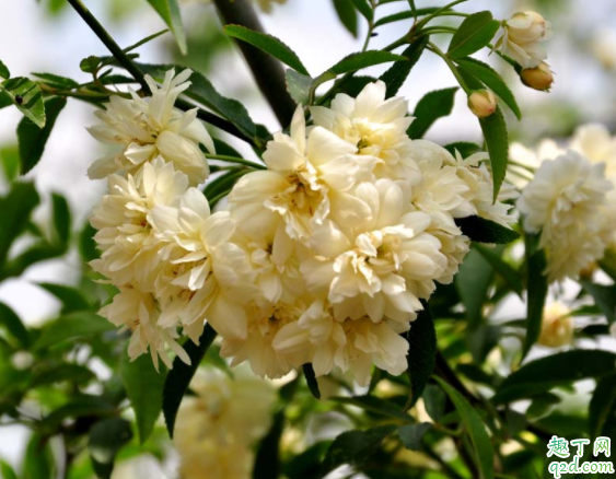木香花叶尖干枯怎么回事 木香花叶子尖焦枯怎么办