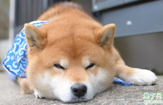 三个月柴犬感冒怎么办 柴犬为什么老是打喷嚏流鼻涕