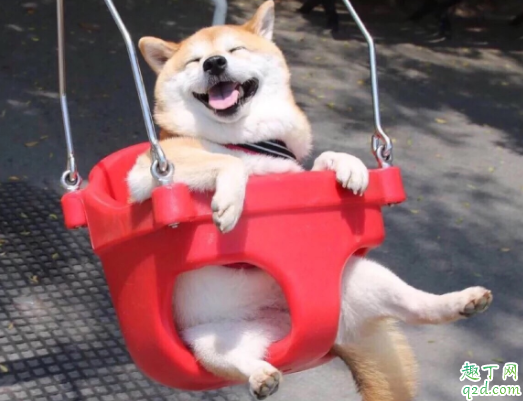 三个月柴犬感冒怎么办 柴犬为什么老是打喷嚏流鼻涕