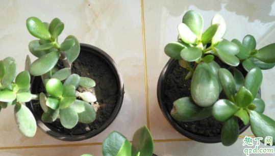 玉树叶子黑了是咋回事 玉树叶子太茂密需要修剪吗