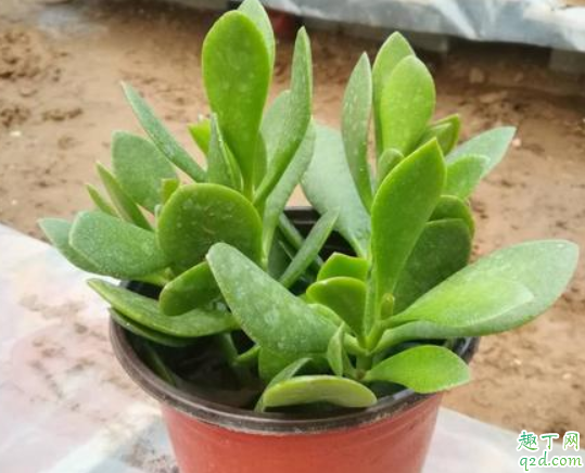 玉树叶子黑了是咋回事 玉树叶子太茂密需要修剪吗