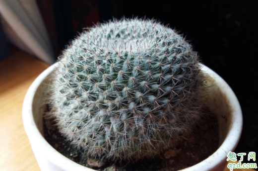 仙人球为什么会有黑斑 仙人球有花苞两个多月了不开花为什么