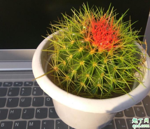 仙人球为什么会有黑斑 仙人球有花苞两个多月了不开花为什么
