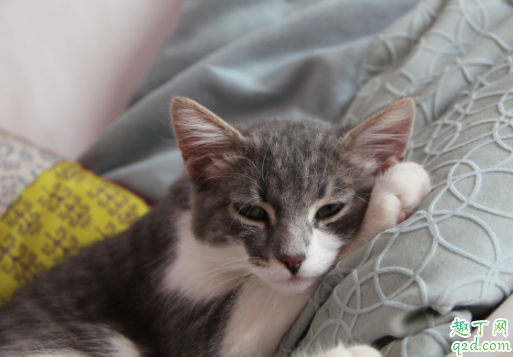 猫细小能不能感染狗 猫咪得了细小会痊愈吗