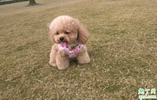 泰迪毛毛变浅怎么办 泰迪毛变白是什么原因