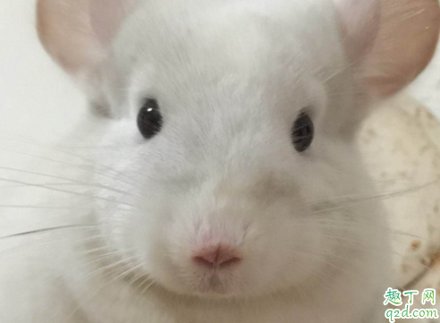 龙猫会随便拉屎吗 龙猫拉粑粑臭不臭