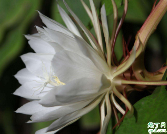 盆栽昙花怎么栽培 刚买来的昙花苗应该怎么种
