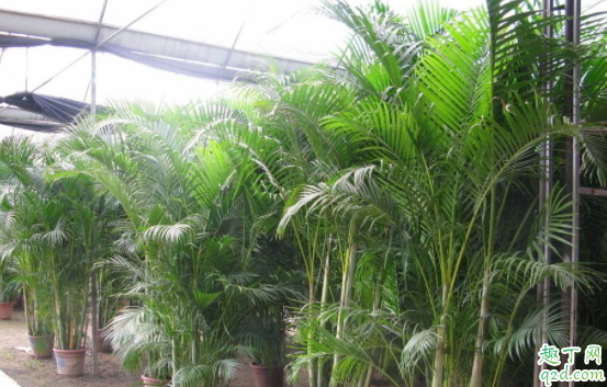 散尾竹和散尾葵是一种植物吗 种散尾葵一般用什么土