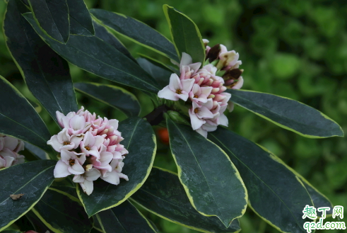 瑞香换盆后老掉花是怎么回事 瑞香换盆掉花怎么补救