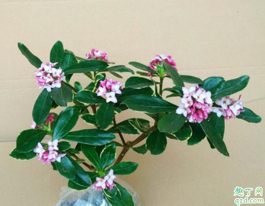 金边瑞香不长叶子怎么办 金边瑞香有花苞什么时候开花