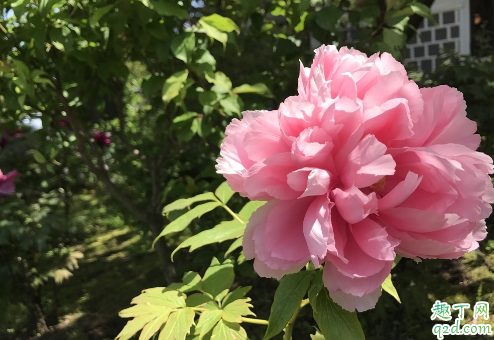 牡丹好养活吗 牡丹怎样养才能花开旺盛
