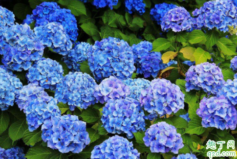 绣球花是不是有毒 绣球花冬天可以放在室外吗