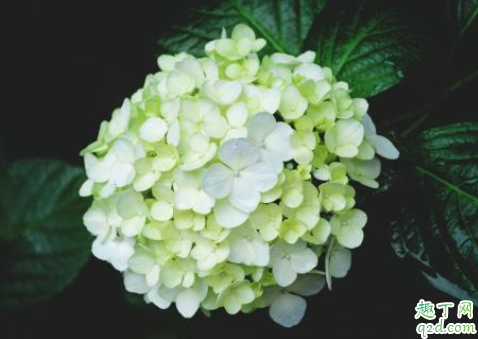绣球花是不是有毒 绣球花冬天可以放在室外吗