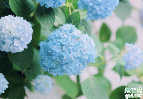 绣球花是不是有毒 绣球花冬天可以放在室外吗