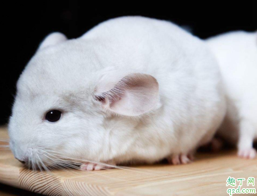 龙猫滴虫怎么引起的 龙猫滴虫吃什么药
