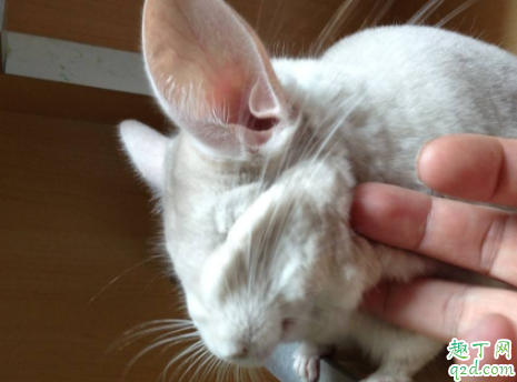 龙猫应该喂什么草 怎么教龙猫用撞针水壶