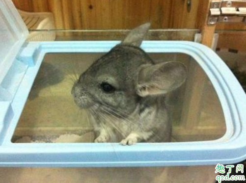 龙猫为什么咬自己的毛 龙猫咬毛还有救么