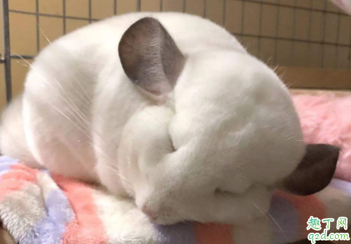 龙猫为什么咬自己的毛 龙猫咬毛还有救么