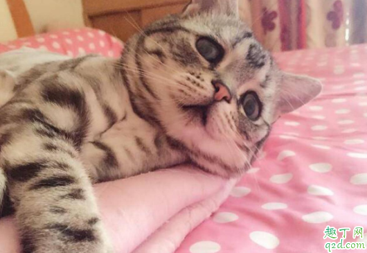 虎斑猫的寿命一般在几年 英短有虎斑猫吗