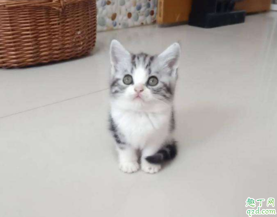 怎么分辨虎斑和狸花猫 虎斑猫脸能长圆吗