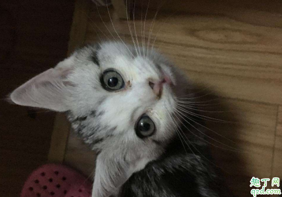 虎斑猫几个月可以洗澡 猫咪为啥怕洗澡