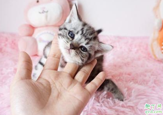 虎斑猫几个月可以洗澡 猫咪为啥怕洗澡