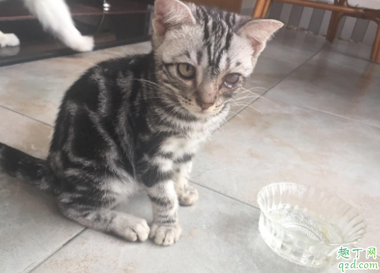 虎斑猫几个月可以洗澡 猫咪为啥怕洗澡