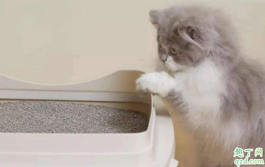 猫砂盆猫砂多少合适 怎么给猫铲猫砂