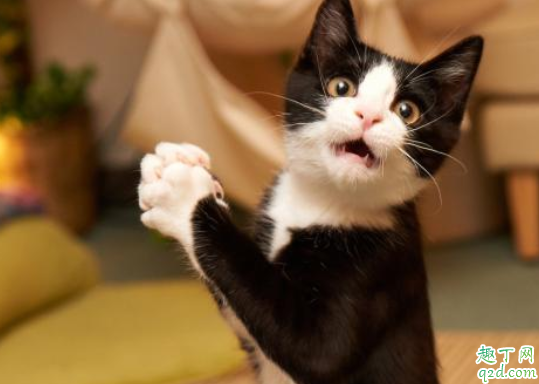 猫咪吃猫砂会中毒吗  猫砂可能引发主人过敏吗