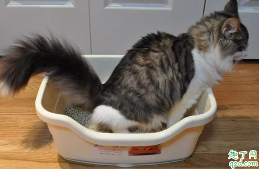 猫咪吃猫砂会中毒吗  猫砂可能引发主人过敏吗