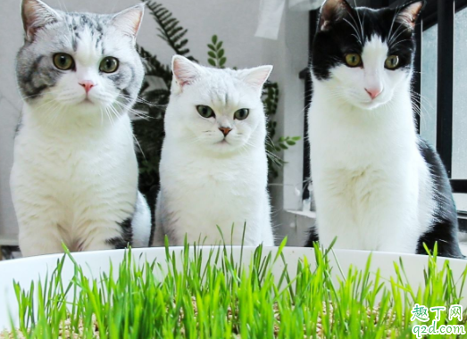 猫砂盆在房间里味道很大怎么办 猫砂盆消毒用什么