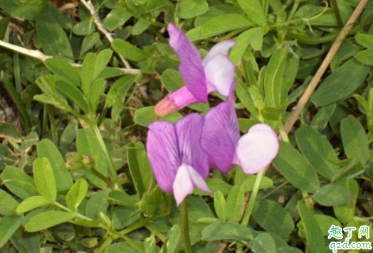 种的花里面有蚂蚁怎么办 花盆招蚂蚁怎么办
