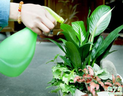 茶水可以浇花草吗 茶水浇什么花好