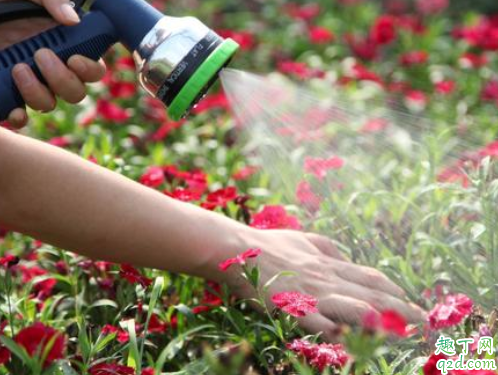 茶水可以浇花草吗 茶水浇什么花好