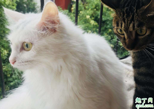 猫砂盆换位置怎么告诉猫 猫砂盆放在家里哪个位置好