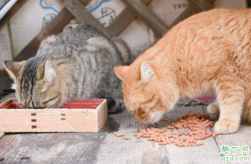 猫咪两个月能吃鸡肉吗 2个月猫一天吃多少猫粮
