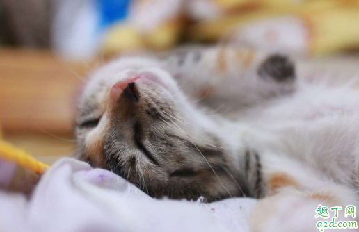 猫咪两个月能吃鸡肉吗 2个月猫一天吃多少猫粮