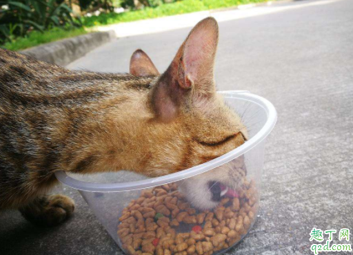 猫咪两个月能吃鸡肉吗 2个月猫一天吃多少猫粮