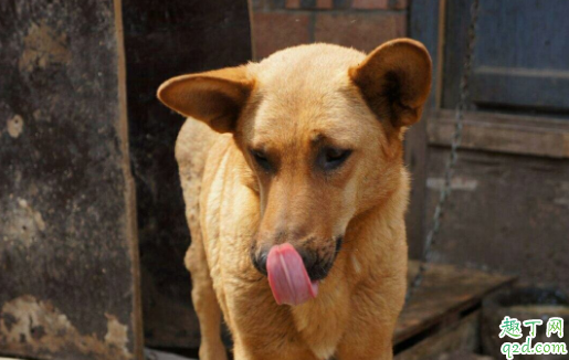 土狗可以吃火腿肠吗 成年土狗一天喂几顿