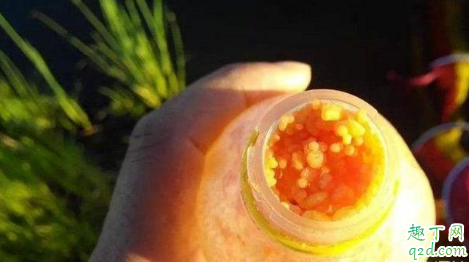 酒米聚鱼效果好不好 酒米聚鱼怎么做比较好