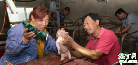 母猪发情需要多长久 如何正确给母猪输精