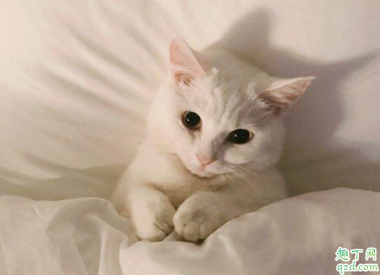 猫咪肾衰竭会很痛苦吗 猫咪急性肾衰竭能治好吗