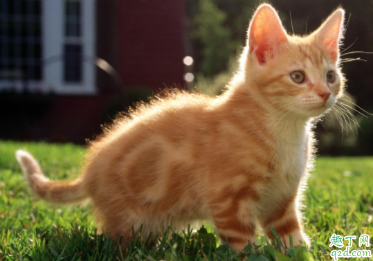 猫咪肾衰竭会很痛苦吗 猫咪急性肾衰竭能治好吗
